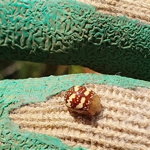 Paropsis pictipennis at Penrose, NSW - suppressed