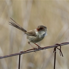 Malurus cyaneus (Superb Fairywren) at Symonston, ACT - 26 Jan 2025 by RodDeb