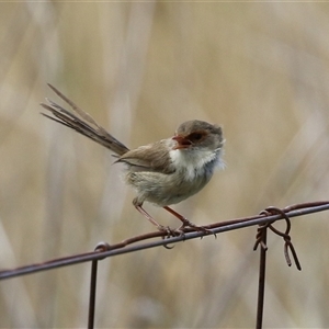 Malurus cyaneus at Symonston, ACT - 26 Jan 2025 01:00 PM