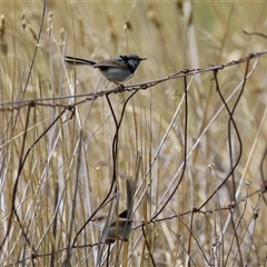 Malurus cyaneus at Symonston, ACT - 26 Jan 2025 01:00 PM