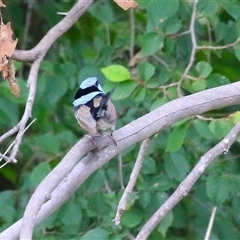 Malurus cyaneus at Symonston, ACT - 26 Jan 2025 01:00 PM