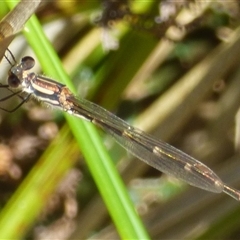 Austrolestes annulosus (Blue Ringtail) at Marion Bay, TAS - 26 Jan 2025 by VanessaC