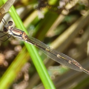 Austrolestes annulosus at Marion Bay, TAS - 26 Jan 2025 02:24 PM