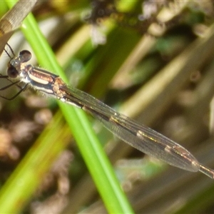 Austrolestes annulosus (Blue Ringtail) at Marion Bay, TAS by VanessaC