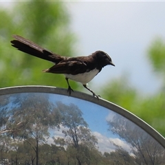 Rhipidura leucophrys (Willie Wagtail) at Symonston, ACT - 26 Jan 2025 by RodDeb