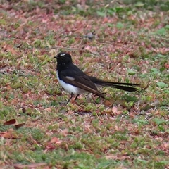 Rhipidura leucophrys at Symonston, ACT - Yesterday 01:56 PM