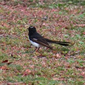 Rhipidura leucophrys at Symonston, ACT - Yesterday 01:56 PM