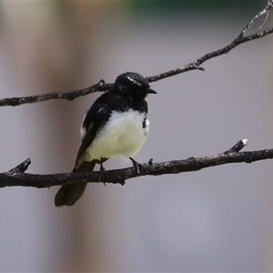 Rhipidura leucophrys at Symonston, ACT - Yesterday 01:56 PM