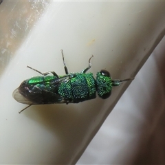 Chrysididae (family) at Flynn, ACT - 25 Jan 2025 by Christine