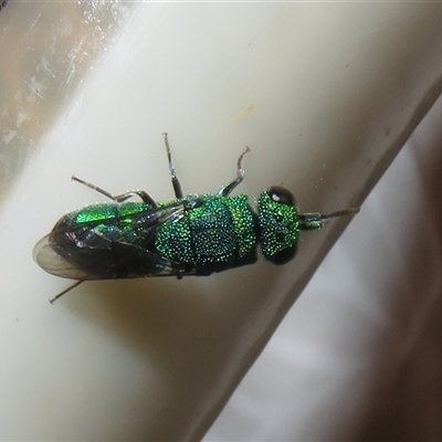 Chrysididae (family) (Cuckoo wasp or Emerald wasp) at Flynn, ACT - 25 Jan 2025 by Christine