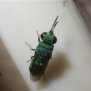 Chrysididae (family) at Flynn, ACT - 25 Jan 2025 05:31 PM