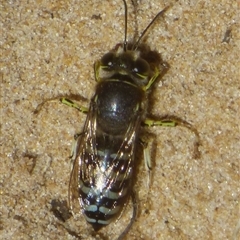 Bembix sp. (genus) at Marion Bay, TAS - 26 Jan 2025 by VanessaC