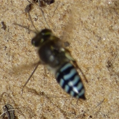 Bembix sp. (genus) at Marion Bay, TAS - 26 Jan 2025 02:25 PM