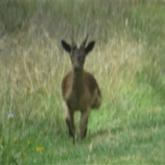 Dama dama (Fallow Deer) at Macnamara, ACT - 26 Jan 2025 by Christine