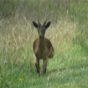 Dama dama (Fallow Deer) at Macnamara, ACT by Christine