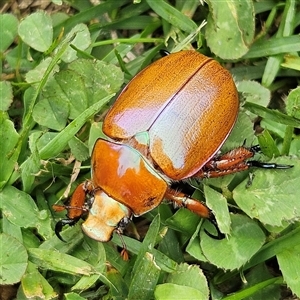 Unidentified Scarab beetle (Scarabaeidae) at Braidwood, NSW by MatthewFrawley