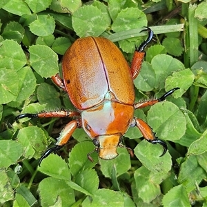 Anoplognathus viriditarsis at Braidwood, NSW - 26 Jan 2025 02:14 PM