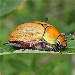 Unidentified Scarab beetle (Scarabaeidae) at Braidwood, NSW - 26 Jan 2025 by MatthewFrawley