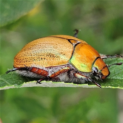 Anoplognathus suturalis (Centreline Christmas beetle) at Braidwood, NSW - 26 Jan 2025 by MatthewFrawley