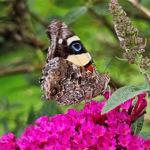 Vanessa itea (Yellow Admiral) at Braidwood, NSW by MatthewFrawley