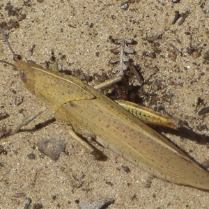 Goniaea australasiae (Gumleaf grasshopper) at Marion Bay, TAS by VanessaC