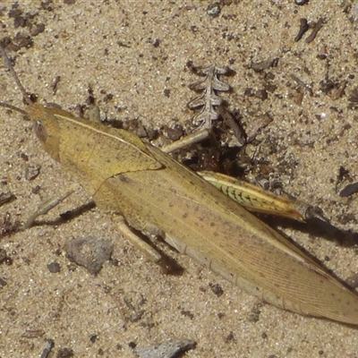 Goniaea australasiae (Gumleaf grasshopper) at Marion Bay, TAS - 26 Jan 2025 by VanessaC