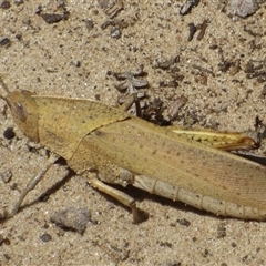 Goniaea australasiae at Marion Bay, TAS - 26 Jan 2025 02:33 PM