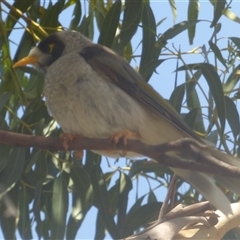 Manorina melanocephala at Marion Bay, TAS - 26 Jan 2025 by VanessaC