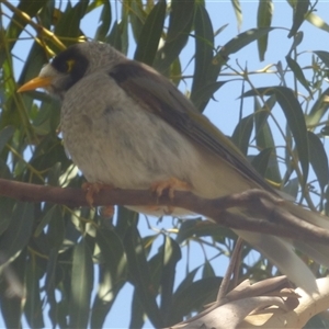 Manorina melanocephala (Noisy Miner) at Marion Bay, TAS by VanessaC