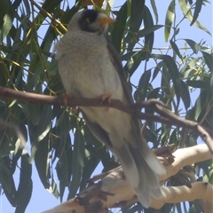 Manorina melanocephala at Marion Bay, TAS - 26 Jan 2025 02:44 PM