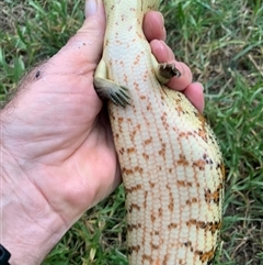 Tiliqua scincoides scincoides (Eastern Blue-tongue) at Cook, ACT - 26 Jan 2025 by Matthewl