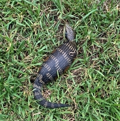 Tiliqua scincoides scincoides at Cook, ACT - 26 Jan 2025 07:47 PM