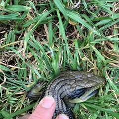 Tiliqua scincoides scincoides at Cook, ACT - 26 Jan 2025 07:47 PM