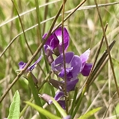 Glycine tabacina at Yarralumla, ACT - 26 Jan 2025 by Jennybach