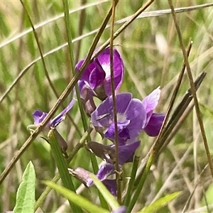 Glycine tabacina (Variable Glycine) at Yarralumla, ACT by Jennybach