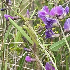 Glycine tabacina at Yarralumla, ACT - 26 Jan 2025 01:17 PM