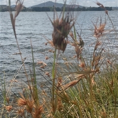 Themeda triandra (Kangaroo Grass) at Yarralumla, ACT - 26 Jan 2025 by Jennybach