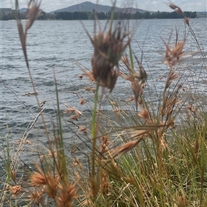 Themeda triandra (Kangaroo Grass) at Yarralumla, ACT by Jennybach