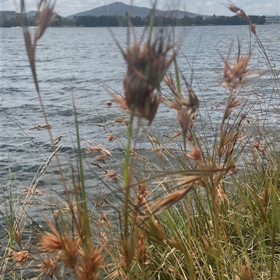 Themeda triandra (Kangaroo Grass) at Yarralumla, ACT - 26 Jan 2025 by Jennybach