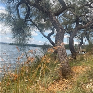 Themeda triandra at Yarralumla, ACT - Yesterday 01:24 PM