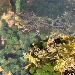 Unverified at suppressed - suppressed