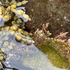 Unverified at suppressed - suppressed