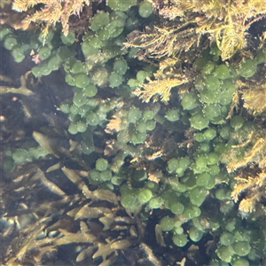 Caulerpa sp. (genus) at Broulee, NSW by Hejor1