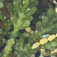 Caulerpa cactoides at Broulee, NSW - 25 Jan 2025 by Hejor1