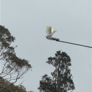 Cacatua galerita at Batehaven, NSW - 26 Jan 2025 06:37 PM