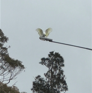 Cacatua galerita at Batehaven, NSW - 26 Jan 2025 06:37 PM