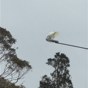 Cacatua galerita at Batehaven, NSW - 26 Jan 2025 06:37 PM