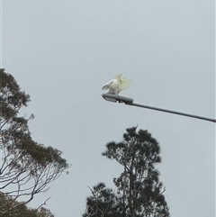 Cacatua galerita at Batehaven, NSW - 26 Jan 2025 06:37 PM