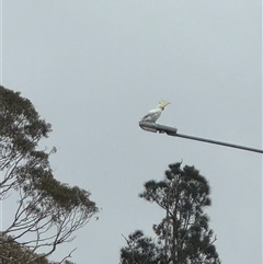 Cacatua galerita at Batehaven, NSW - 26 Jan 2025 06:37 PM