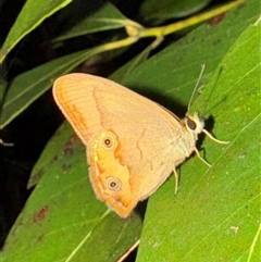 Hypocysta metirius (Brown Ringlet) at Surf Beach, NSW - 26 Jan 2025 by Hejor1